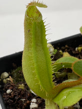 Load image into Gallery viewer, Nepenthes Truncata HL (striped and hairy clone) PTE-017