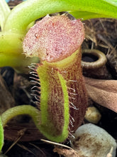 Load image into Gallery viewer, Nepenthes Trusmadiensis X Robcantleyi BE-4018
