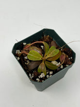 Load image into Gallery viewer, Nepenthes Villosa X Veitchii BE-4045
