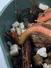 Load image into Gallery viewer, Nepenthes Villosa X Veitchii BE-4045