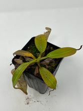 Load image into Gallery viewer, Nepenthes Burbidgeae Mt. Tambuyukon seedgrown CK