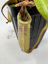 Load image into Gallery viewer, Nepenthes Burbidgeae Mt. Tambuyukon seedgrown CK