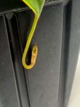 Load image into Gallery viewer, Nepenthes Pulchra AW-CS01
