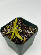 Load image into Gallery viewer, Nepenthes Jamban X Lingulata PTE-025