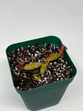 Load image into Gallery viewer, Nepenthes rajah X ephippiata seedgrown
