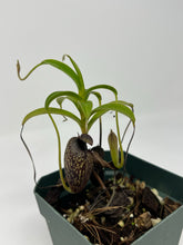 Load image into Gallery viewer, Nepenthes Aristolochioides BE-4544
