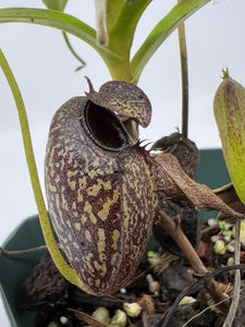 Nepenthes Aristolochioides BE-4544