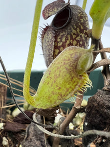 Nepenthes Aristolochioides BE-4544