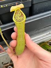 Load image into Gallery viewer, Nepenthes Alata Surigao PTE-027
