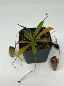 Nepenthes Tenuis BE-4049