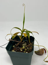 Load image into Gallery viewer, Nepenthes Tenuis BE-4049
