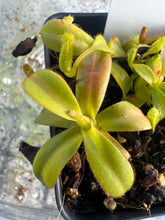 Load image into Gallery viewer, Representative plant for sale