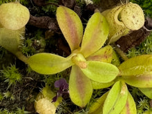 Load image into Gallery viewer, Nepenthes Alata Surigao PTE-027
