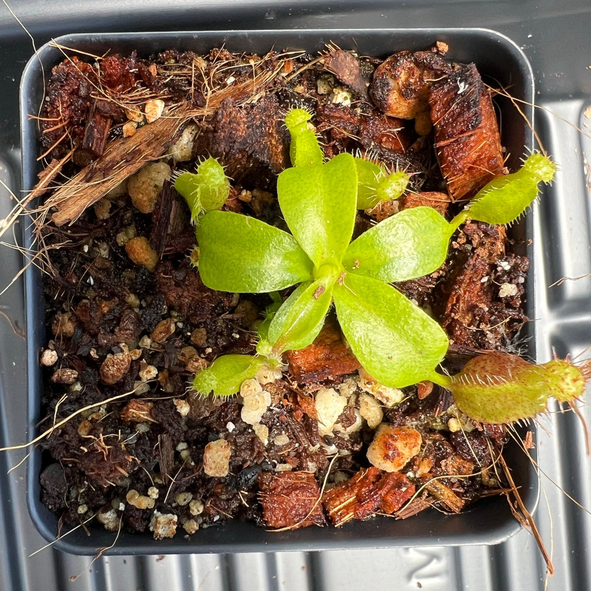 Nepenthes Villosa X (Lowii X Truncata giant) PTE-021 – Plants That Eat