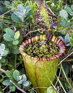 Nepenthes Attenboroughii BE-3693