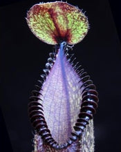 Load image into Gallery viewer, Nepenthes Hamata (Tambusisi x Lumut) BE-4044
