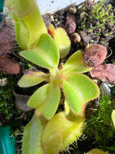 Load image into Gallery viewer, Nepenthes Truncata HL (striped and hairy clone) PTE-017