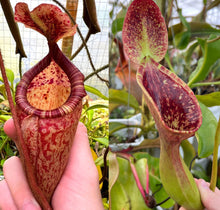 Load image into Gallery viewer, Nepenthes peltata x lowii kinabalu PTE-071