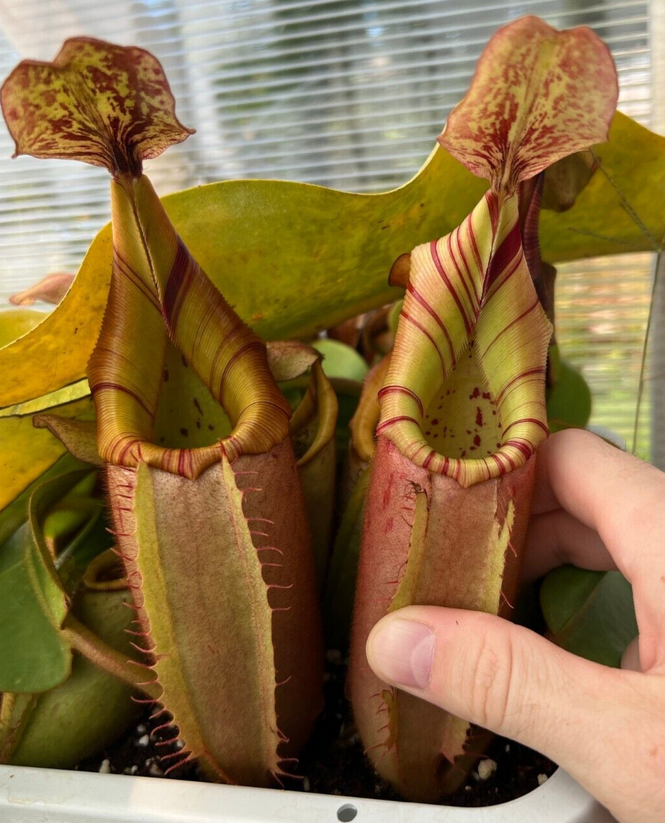 Nepenthes Veitchii 'Akazukin' X Bario striped – Plants That Eat Nepenthes Veitchii 'Akazukin' X Bario striped – Plants That Eat
