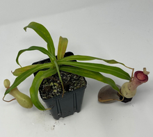 Load image into Gallery viewer, Nepenthes Ventricosa Porcelain/Alba AW XL