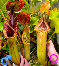 Load image into Gallery viewer, Nepenthes Truncata Titanic Tyrant X (Lowii X Truncata giant) PTE-020