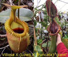 Load image into Gallery viewer, Nepenthes Villosa X (Lowii X Truncata giant) PTE-021