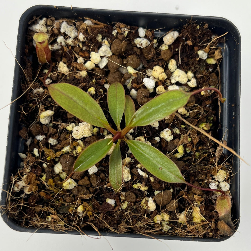 Nepenthes Attenboroughii PTE-017
