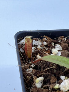 Nepenthes Attenboroughii PTE-017