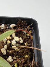 Load image into Gallery viewer, Nepenthes Attenboroughii PTE-017
