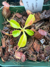 Load image into Gallery viewer, Nepenthes villosa x robcantleyi BE-4079
