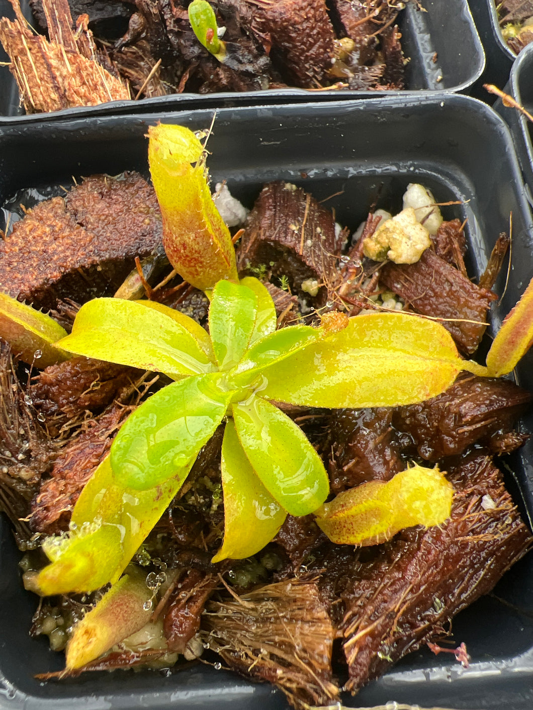 Nepenthes Harryana Mt. Tambuyukon PTE-019 – Plants That Eat