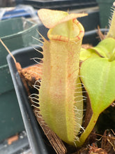 Load image into Gallery viewer, Nepenthes Sumatrana PTE-064
