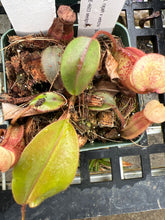 Load image into Gallery viewer, Nepenthes Rajah x Veitchii 'Gold Rush' BE-4603 seedgrown
