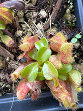 Load image into Gallery viewer, Nepenthes ventricosa &quot;red&quot; X (lowii x truncata &#39;giant&#39;) PTE-055
