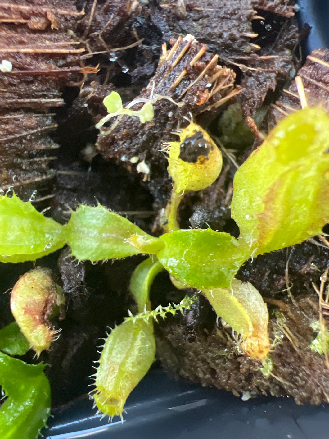 Nepenthes truncata 