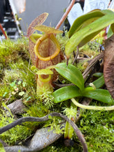Load image into Gallery viewer, Nepenthes Undulatifolia ISC AW (read description)
