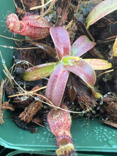 Load image into Gallery viewer, Nepenthes Hamata BE-4044
