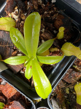 Load image into Gallery viewer, Nepenthes Ventricosa C X &quot;Porcelain giant&quot; WB PTE-035
