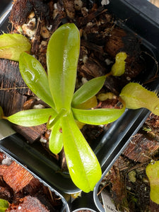 Nepenthes Ventricosa C X "Porcelain giant" WB PTE-035