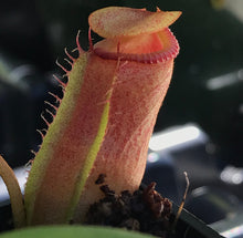 Load image into Gallery viewer, Nepenthes Ventricosa X Villosa PTE-031

