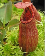 Load image into Gallery viewer, Nepenthes Rajah x Veitchii 'Gold Rush' BE-4603 seedgrown
