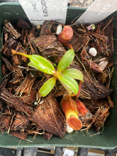 Load image into Gallery viewer, Nepenthes Edwardsiana PTE-100
