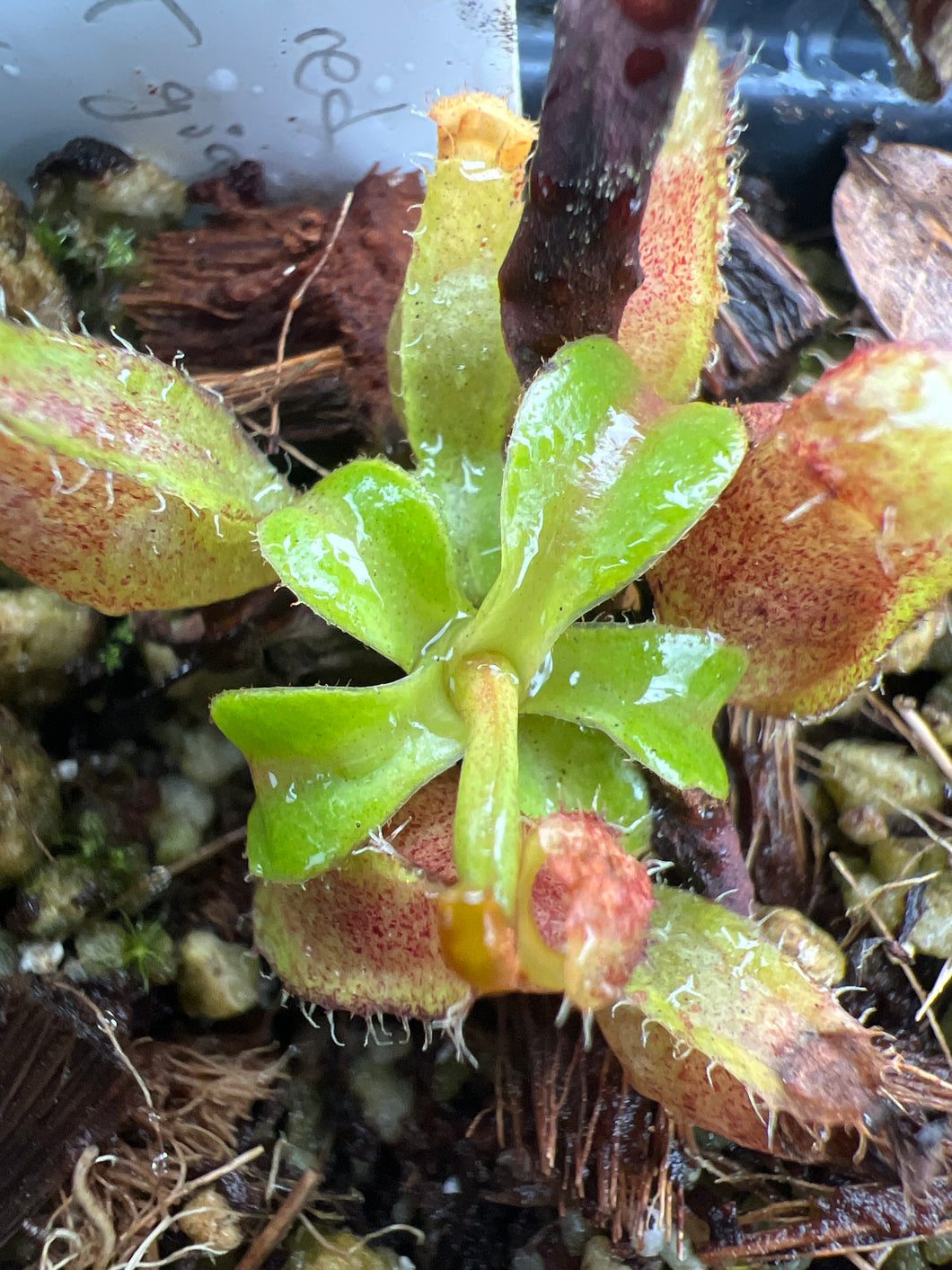 Nepenthes ventricosa 