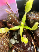 Load image into Gallery viewer, Nepenthes appendiculata PTE-066
