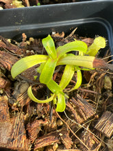 Load image into Gallery viewer, Nepenthes Undulatifolia PTE-050
