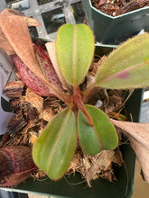 Load image into Gallery viewer, Nepenthes Rajah x Veitchii 'Gold Rush' BE-4603 seedgrown
