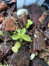 Load image into Gallery viewer, Nepenthes Attenboroughii PTE-033
