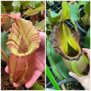 Nepenthes Veitchii striped x green PTE-041