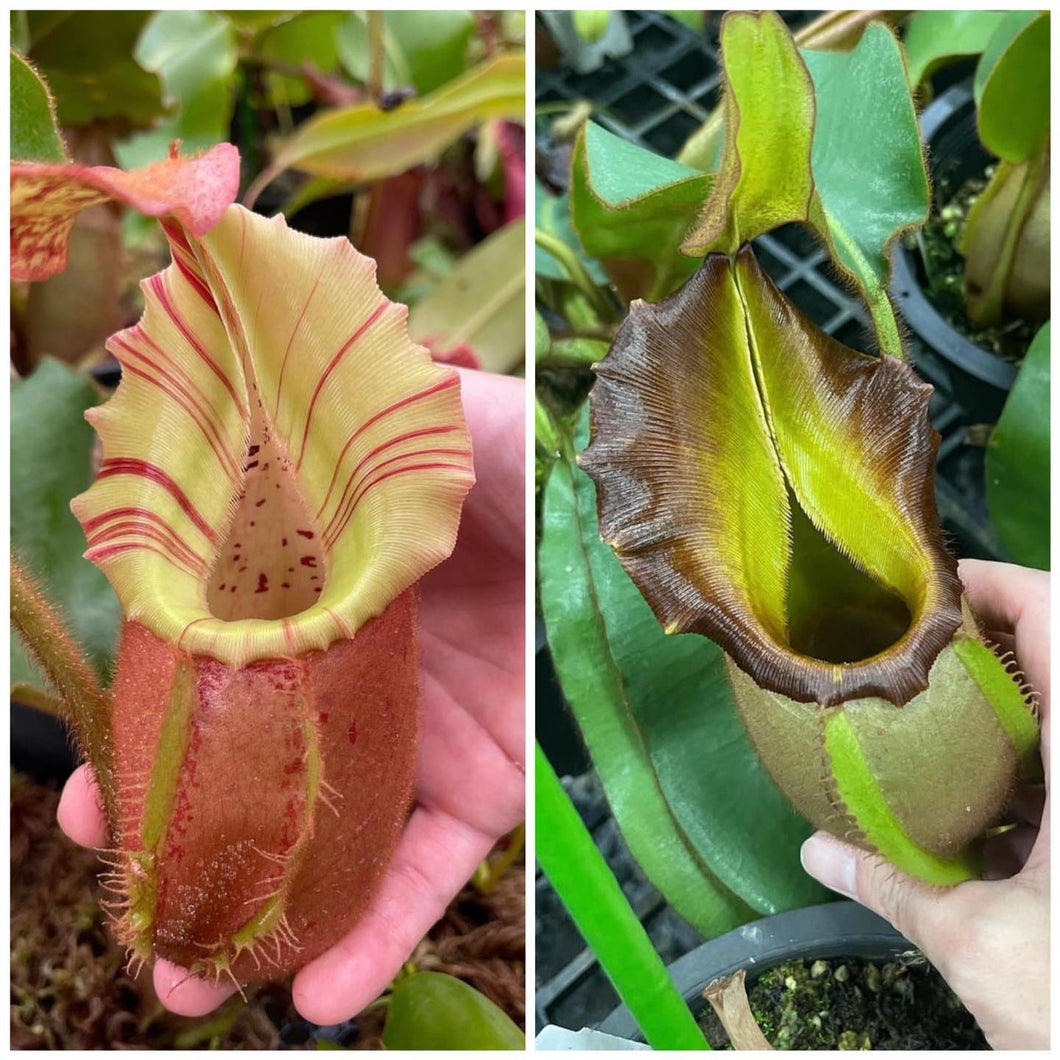 Nepenthes Veitchii striped x green PTE-041