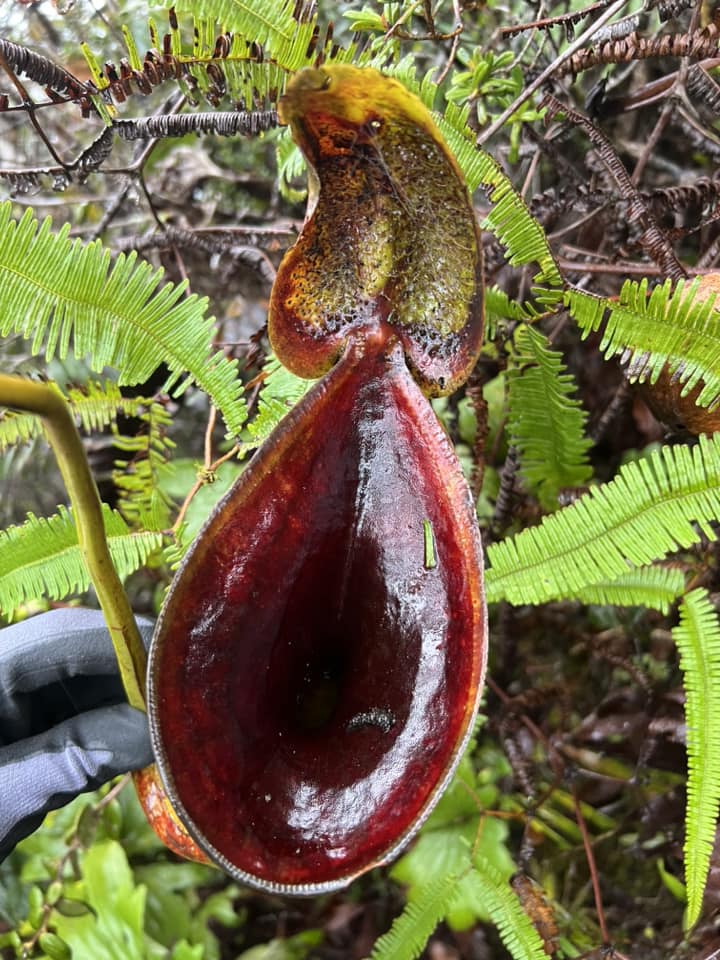 Nepenthes Lowii Trusmadi PTE-015 – Plants That Eat